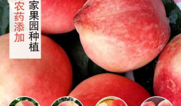 水密桃视频,揭秘桃子界的“水密”之谜